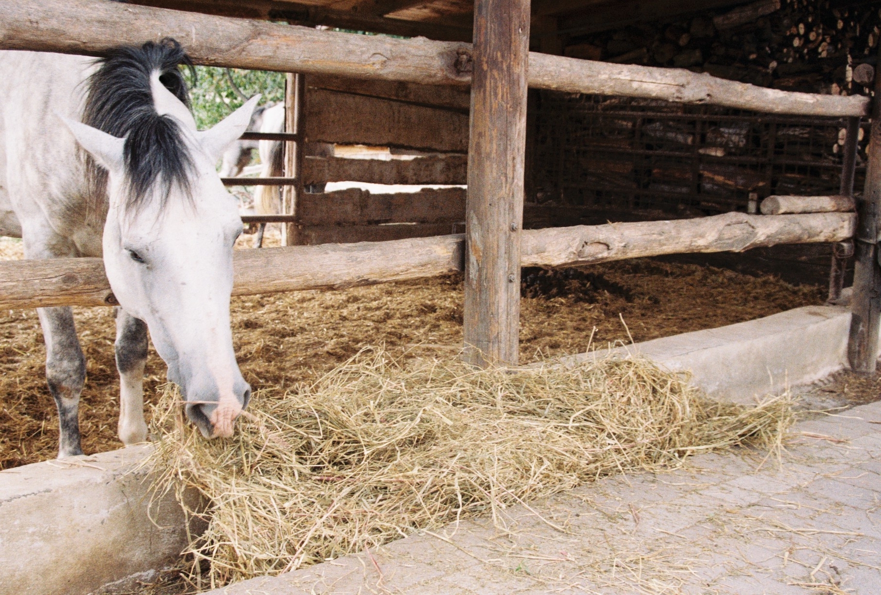 Happy horse at Valli Unite.