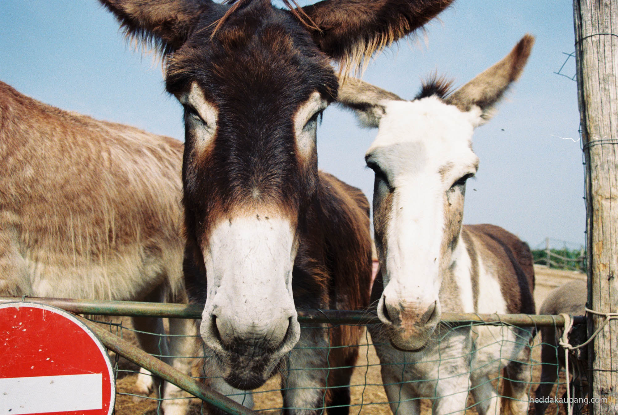 Cute donkeys at Carussin.