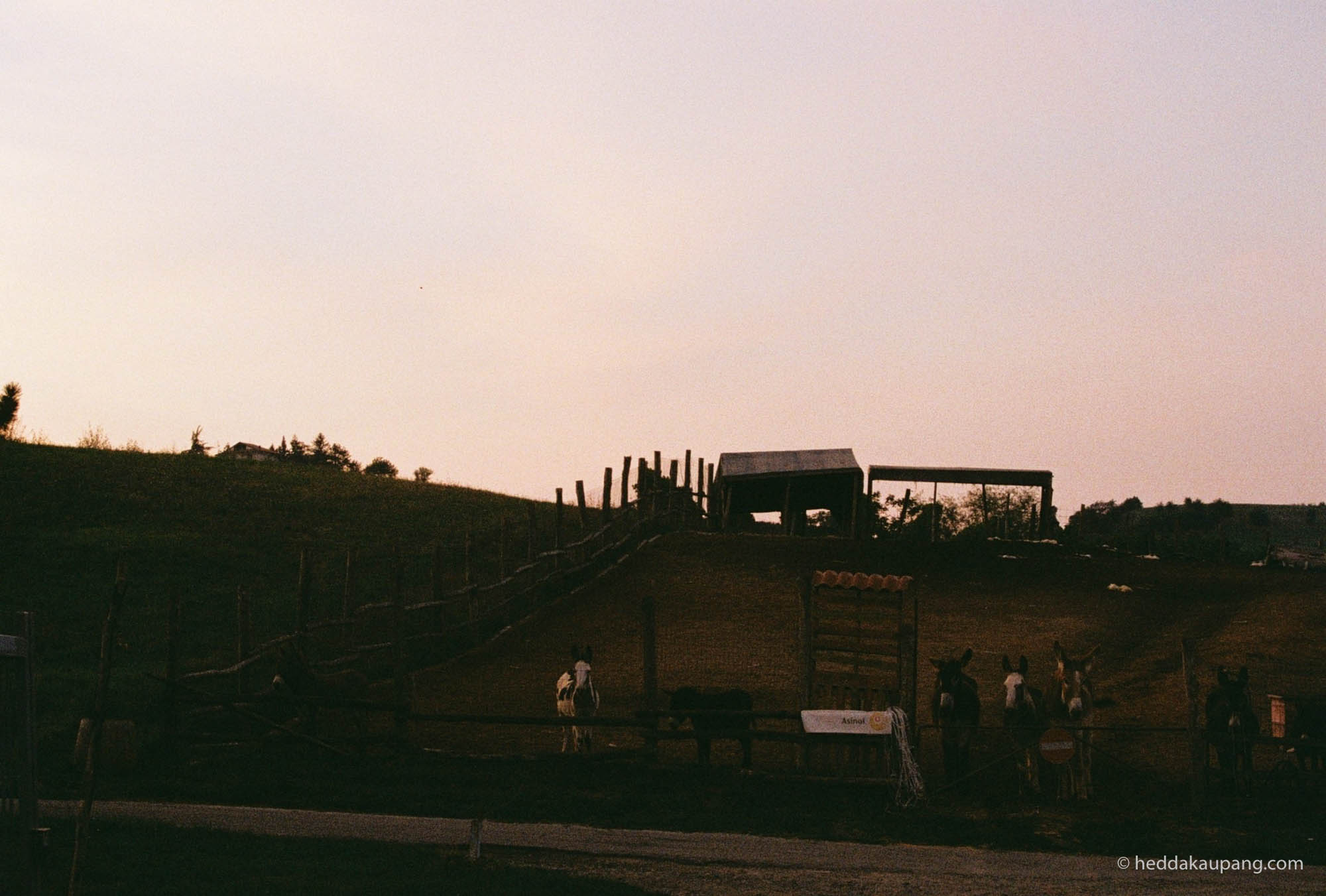 Donkeys in the sunset at Carussin.