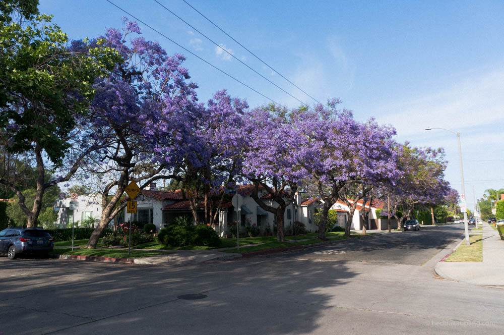 Flowers in the streets