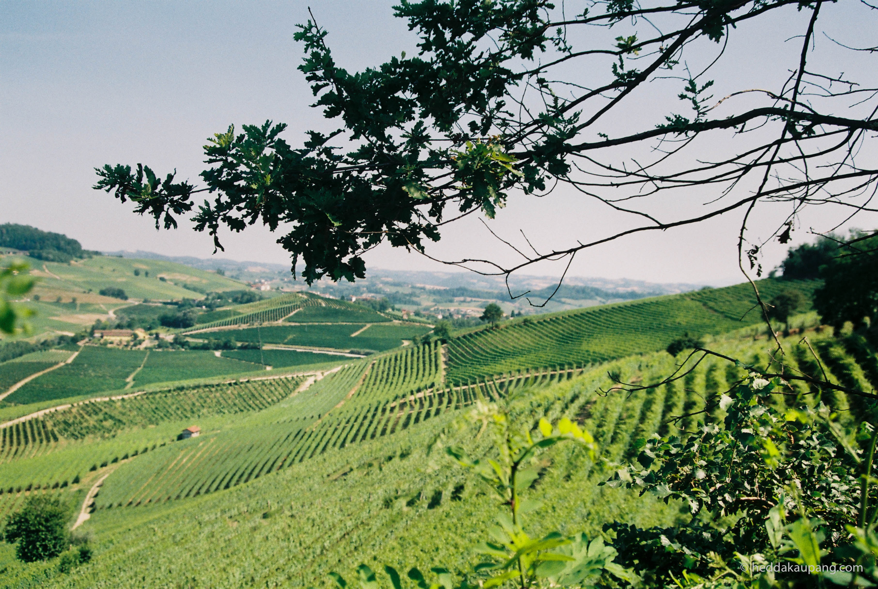 The Barolo region